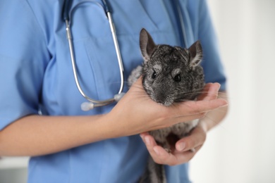 Professional veterinarian with chinchilla on light background, closeup