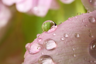Photo of Beautiful flower with water drops, macro view