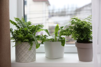 Photo of Different beautiful ferns in pots on white window sill