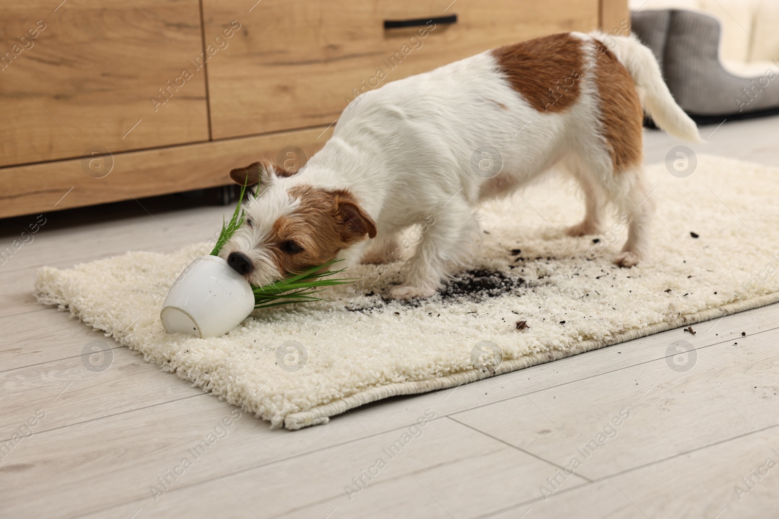 Photo of Cute dog near overturned houseplant on rug indoors