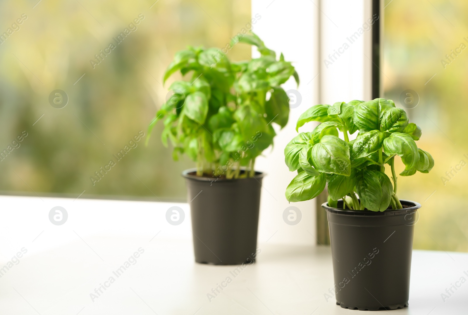 Photo of Fresh green basil in pots on window sill