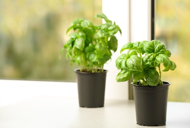 Photo of Fresh green basil in pots on window sill