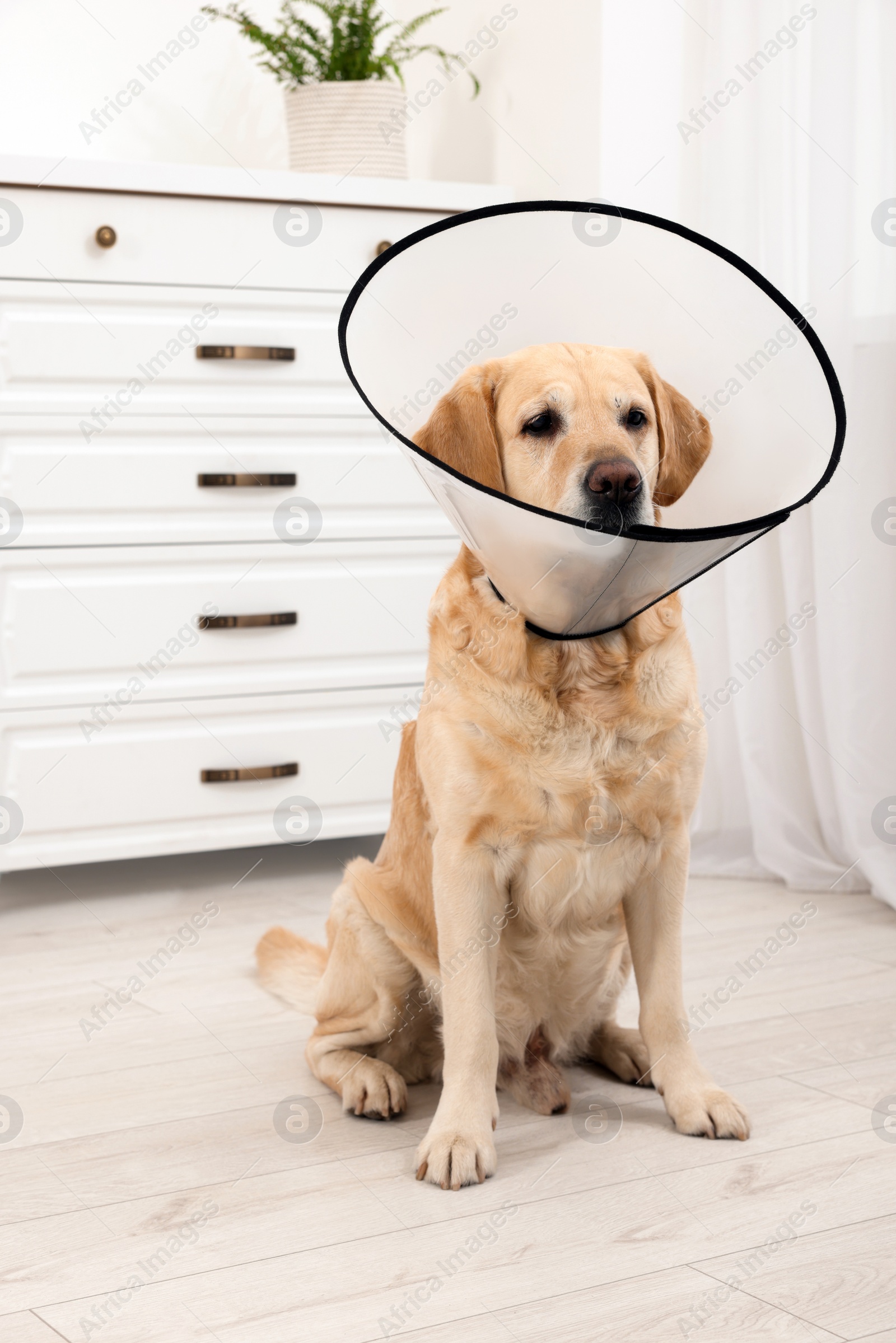 Photo of Sad Labrador Retriever with protective cone collar in room