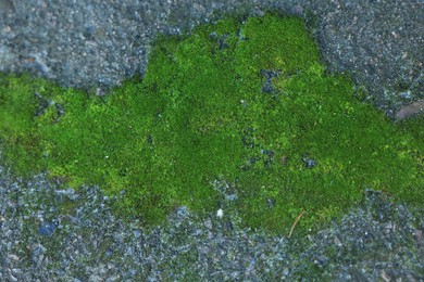 Textured wall with green moss as background, closeup