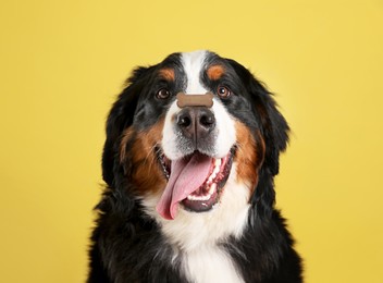 Adorable dog with bone shaped cookie on nose against yellow background