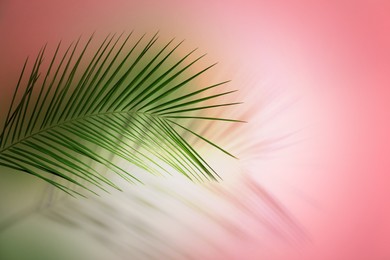 Palm branch and shadow on color background, space for text. Summer party