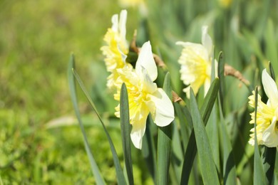 Photo of Beautiful daffodils growing in garden on sunny day, closeup. Space for text