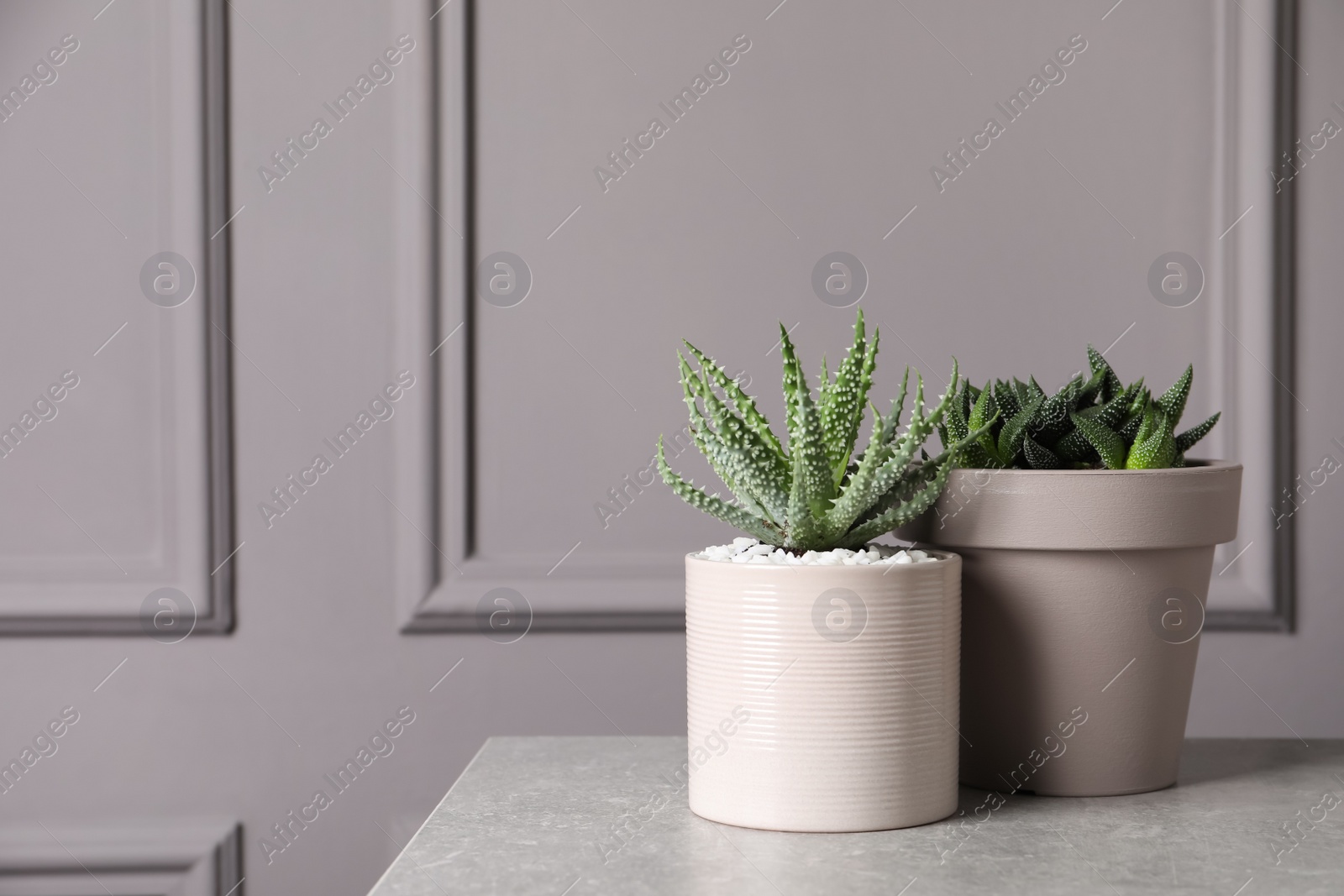 Photo of Beautiful Aloe and Haworthia in pots on light table, space for text. Different house plants