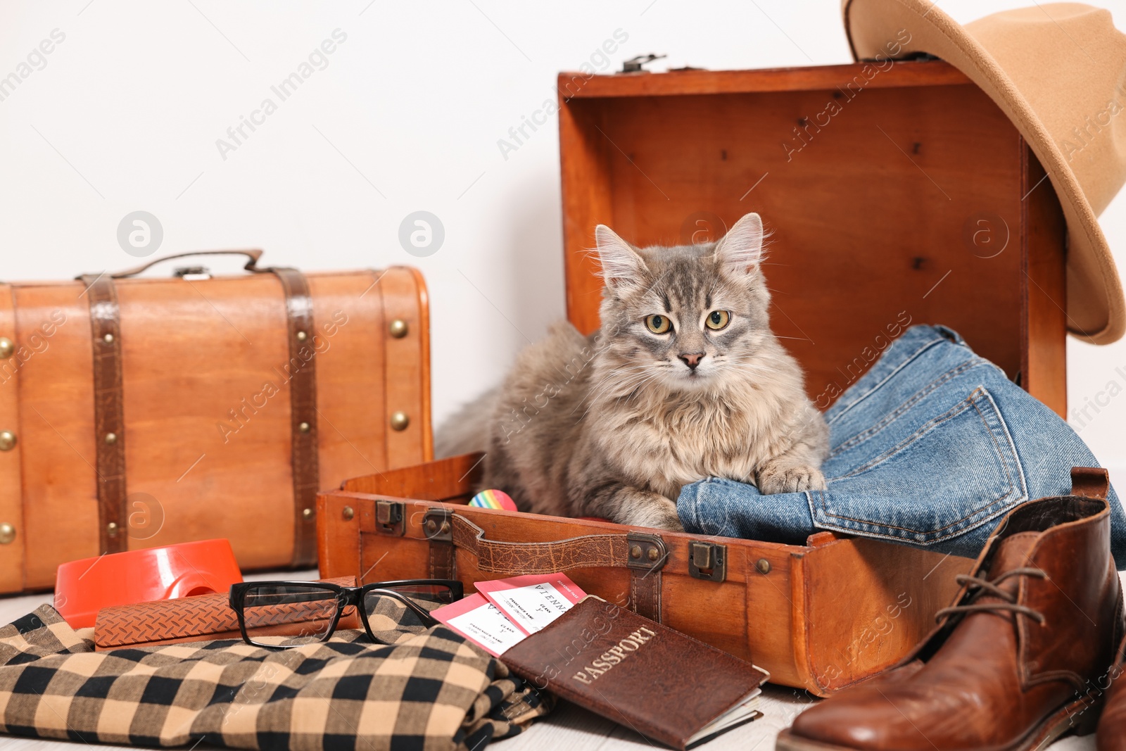 Photo of Travel with pet. Cat, clothes, passport, tickets and suitcases indoors