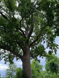 Photo of Beautiful tree with green leaves outdoors, low angle view