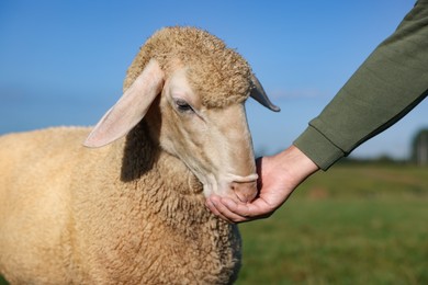 Photo of Man feeding sheep on pasture outdoors, closeup. Cute animal