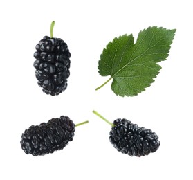 Fresh ripe black mulberries and leaf on white background