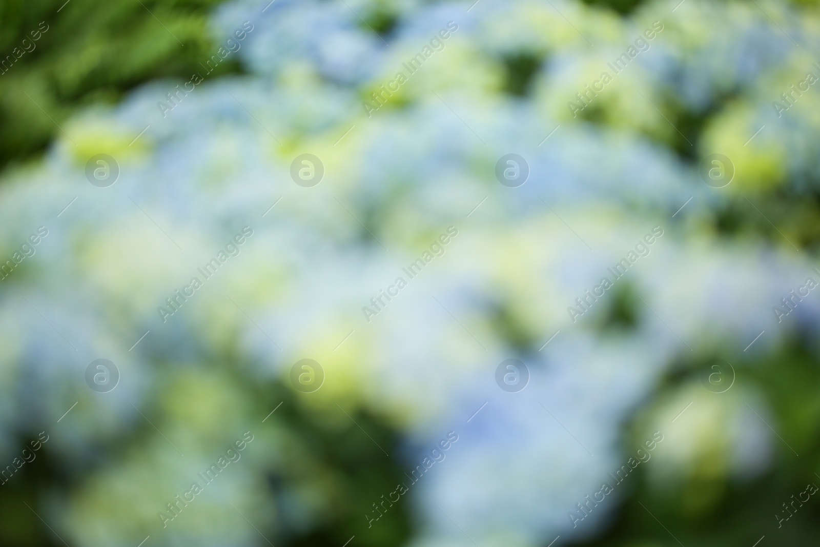 Photo of Blurred view of blue hydrangea flowers, closeup. Tropical plant