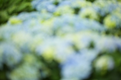 Blurred view of blue hydrangea flowers, closeup. Tropical plant