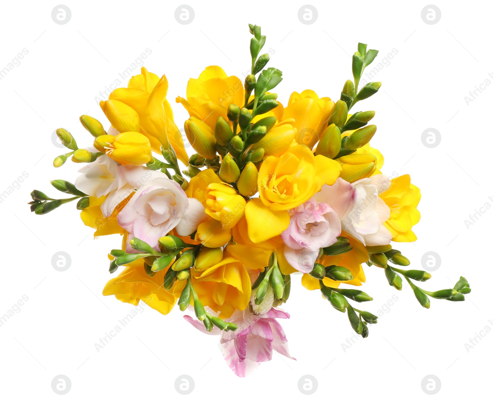 Photo of Bouquet of beautiful freesia flowers on white background