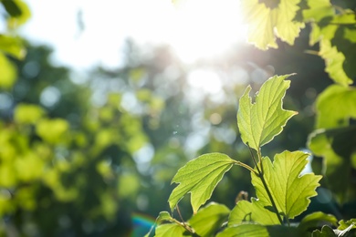 Tree branch with green leaves on sunny day, closeup. Space for text