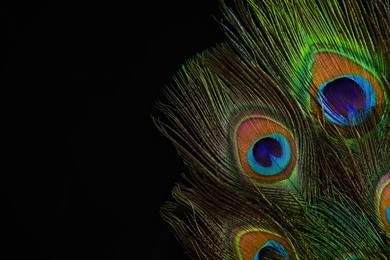 Photo of Beautiful bright peacock feathers on black background, closeup. Space for text