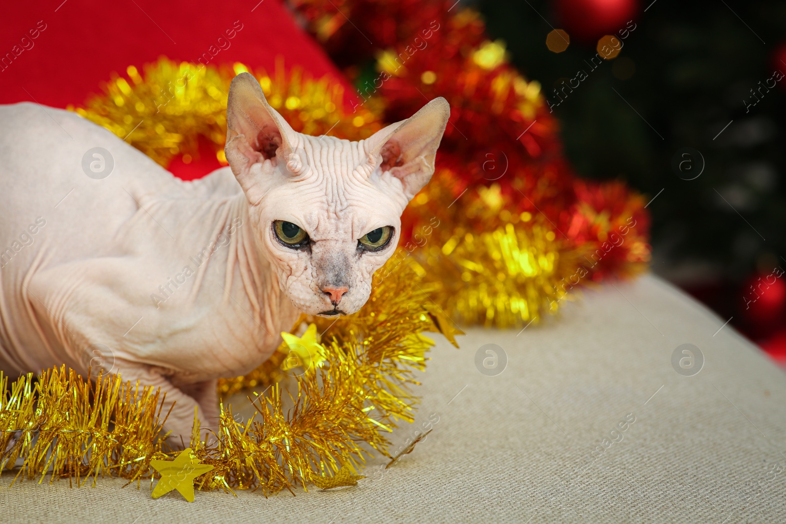 Photo of Adorable Sphynx cat with golden tinsel on light couch, space for text