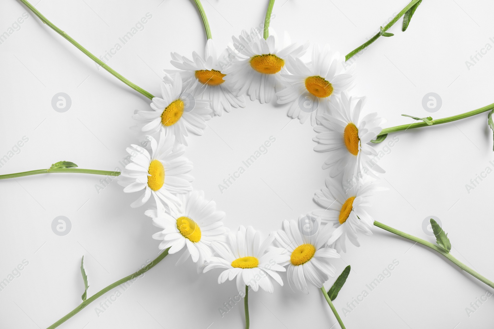 Photo of Circle made of beautiful chamomile flowers on white background, top view