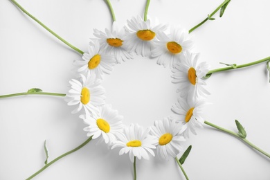 Circle made of beautiful chamomile flowers on white background, top view