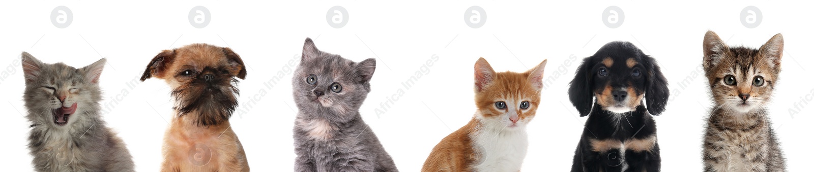 Image of Cute funny cats and dogs on white background. Banner design