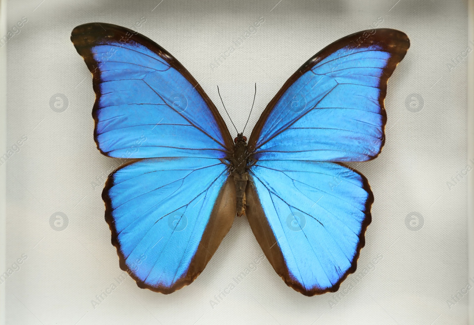 Photo of Beautiful exotic blue butterfly on white background