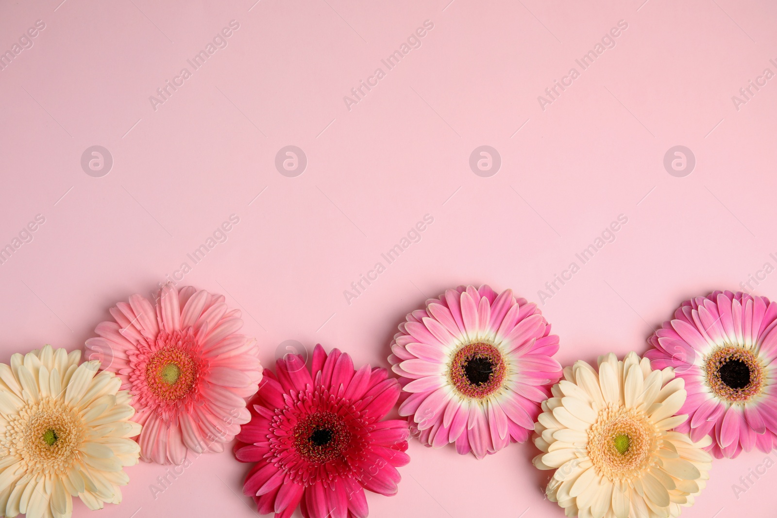 Photo of Composition with beautiful bright gerbera flowers on color background, top view. Space for text