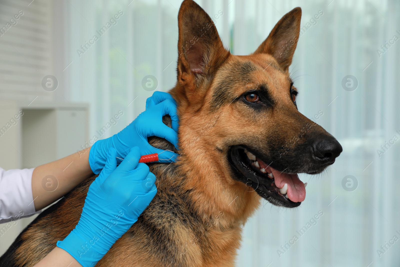 Photo of Veterinarian taking ticks off dog indoors, closeup