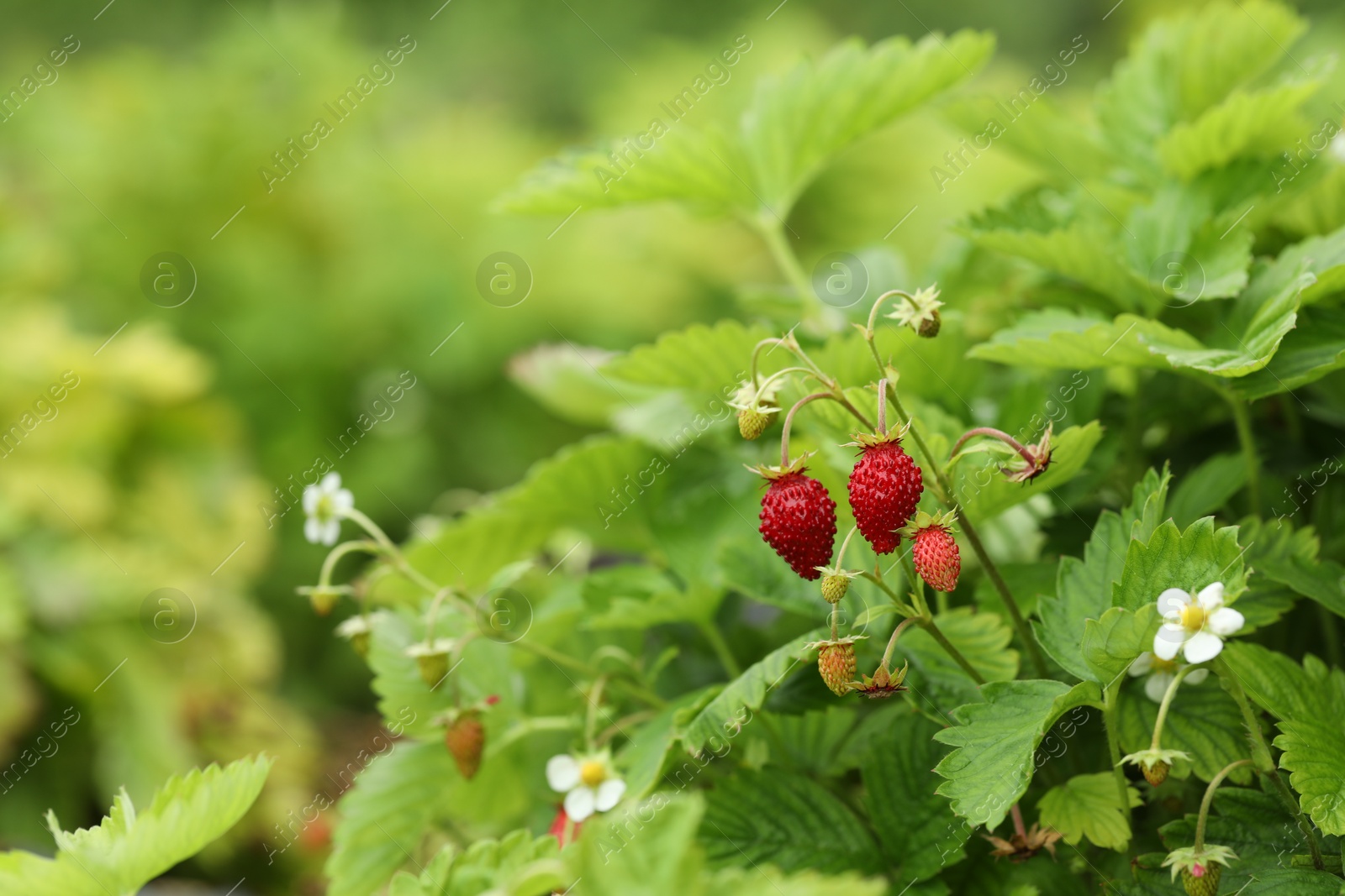 Photo of Small wild strawberries growing outdoors, space for text. Seasonal berries