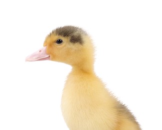 Photo of Baby animal. Portrait of cute fluffy duckling on white background