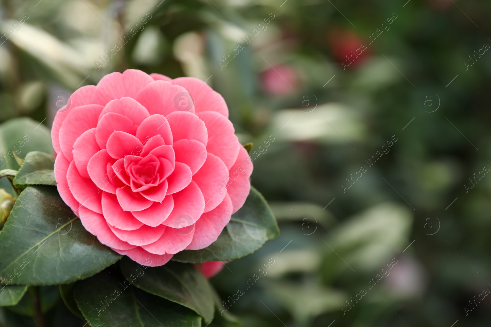 Photo of Camellia japonica bush with beautiful pink flower on blurred background, closeup. Space for text