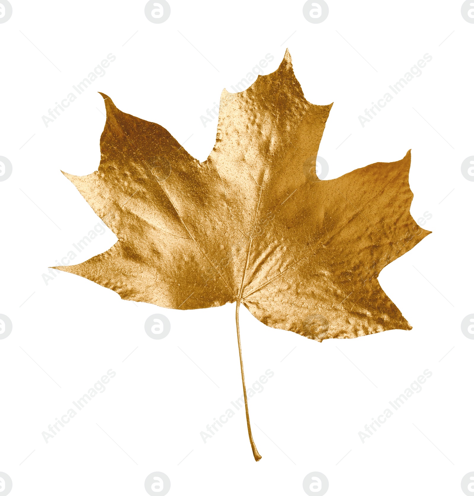 Photo of One golden maple leaf isolated on white. Autumn season