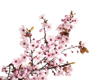 Photo of Sakura tree branch with beautiful pink blossoms isolated on white