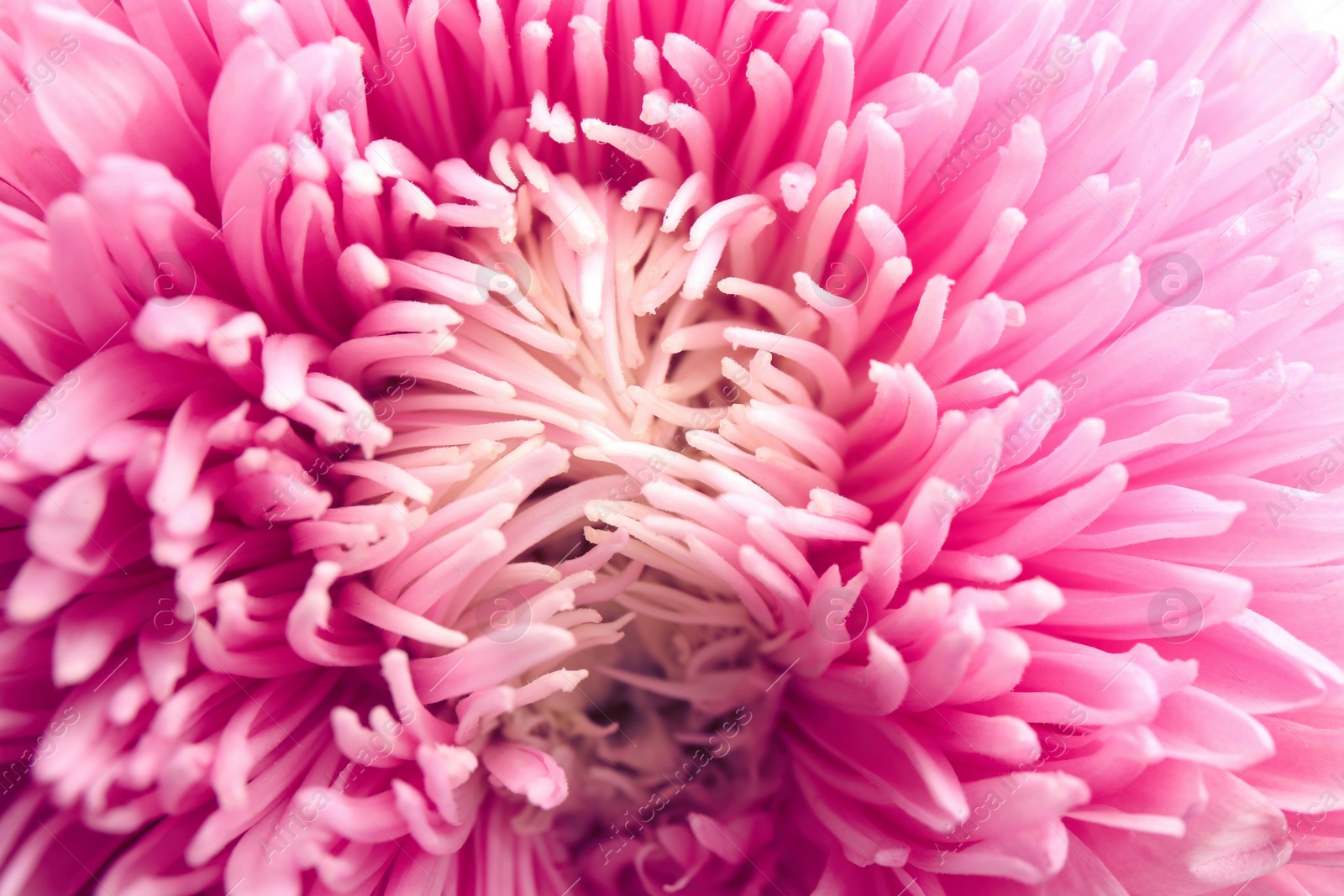 Photo of Beautiful pink aster as background, closeup. Autumn flower