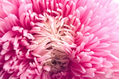 Beautiful pink aster as background, closeup. Autumn flower