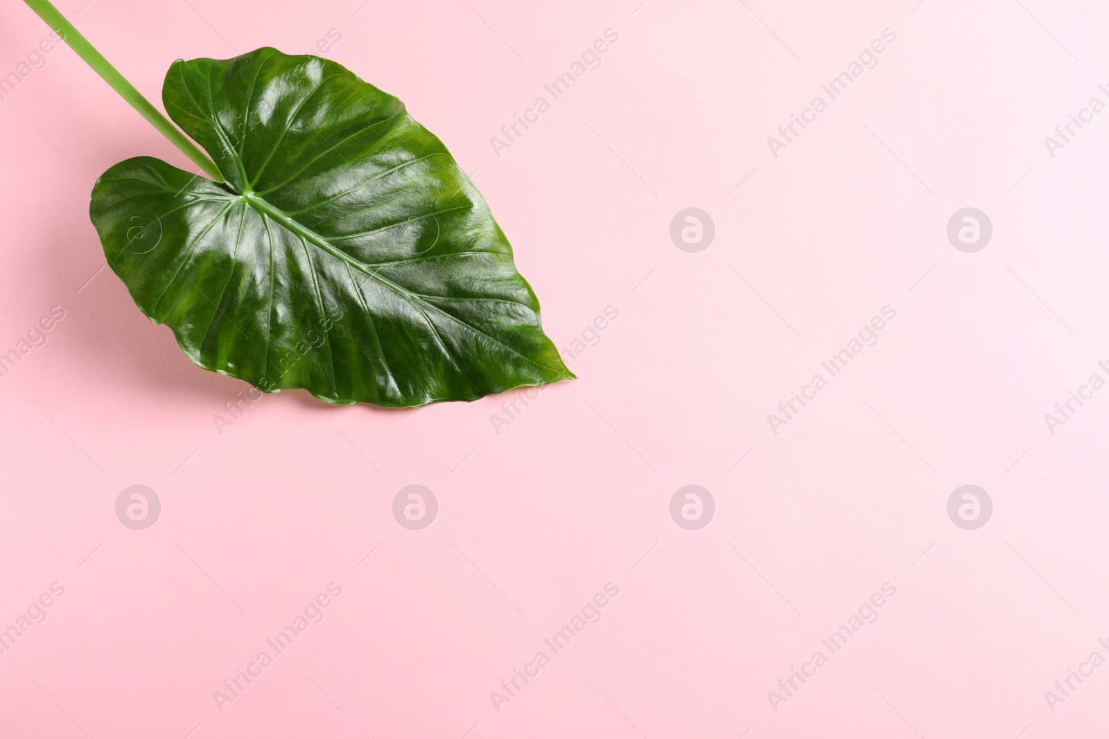 Photo of Beautiful tropical Taro plant leaf on color background, top view