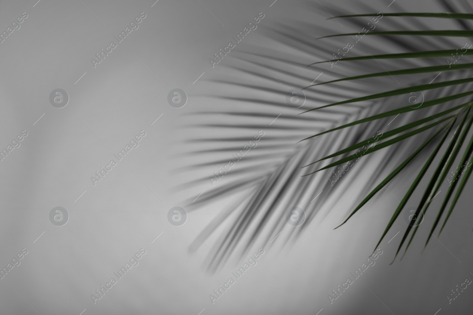 Photo of Tropical palm branch casting shadow on white wall. Space for text