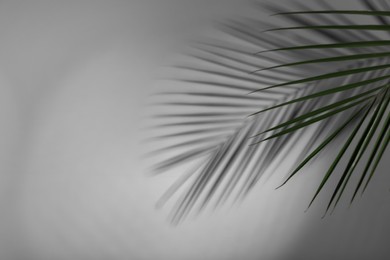 Photo of Tropical palm branch casting shadow on white wall. Space for text