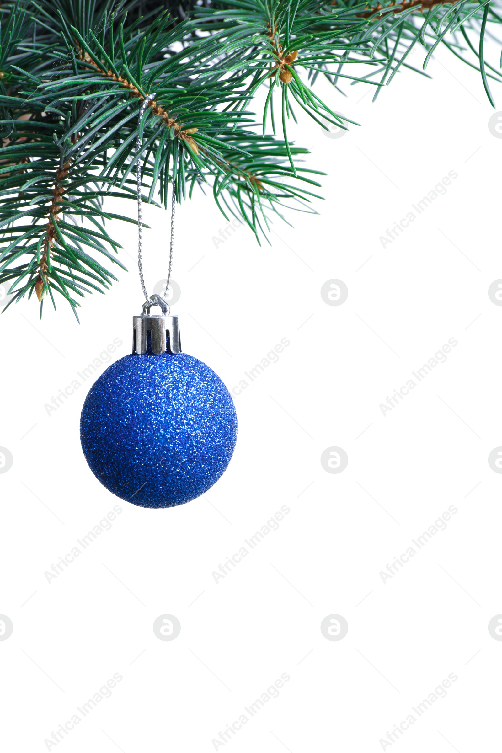 Photo of Blue Christmas ball hanging on fir tree branch against white background