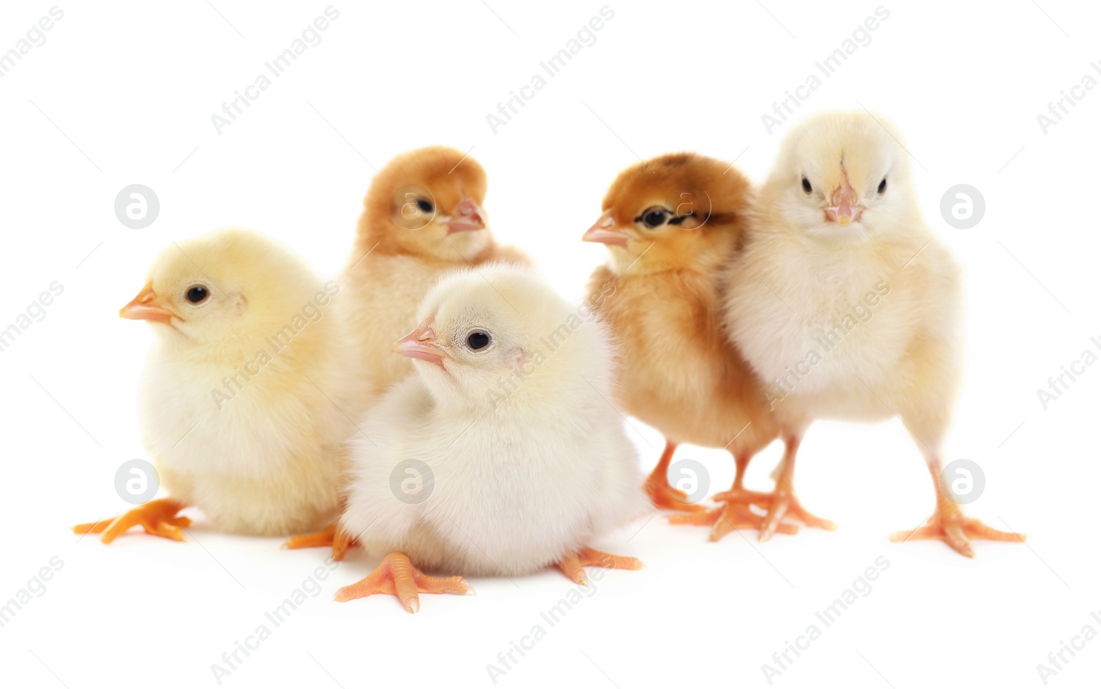 Photo of Many cute fluffy chickens on white background