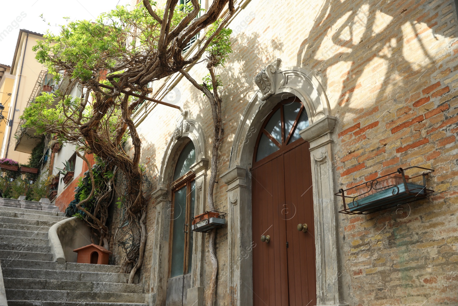 Photo of Beautiful climbing plant on house wall outdoors