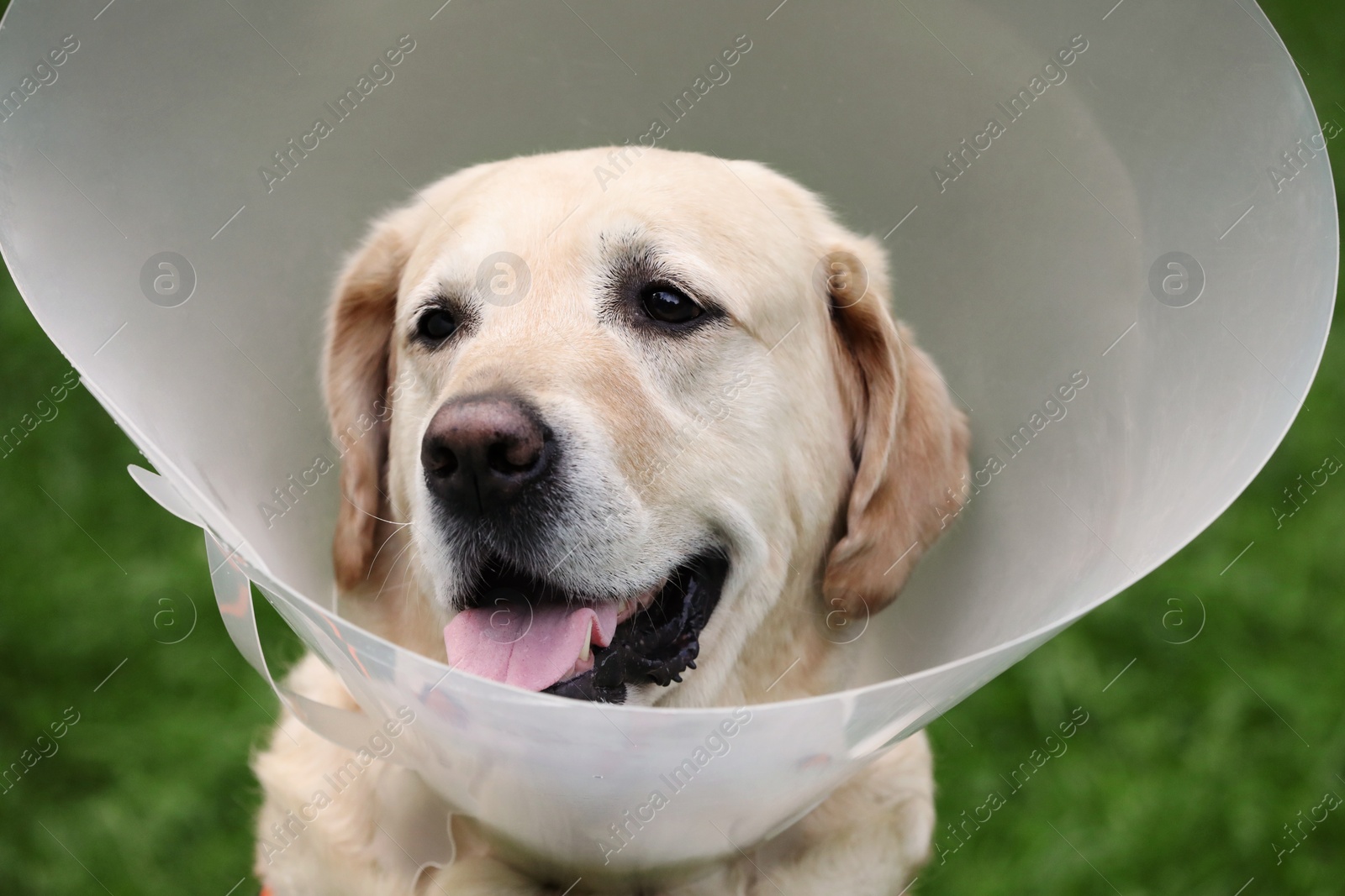 Photo of Adorable Labrador Retriever dog wearing Elizabethan collar outdoors, closeup