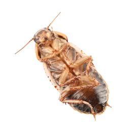 Photo of Dead brown cockroach isolated on white, top view. Pest control