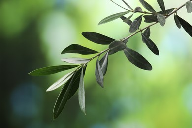Olive twig with fresh green leaves on blurred background, closeup
