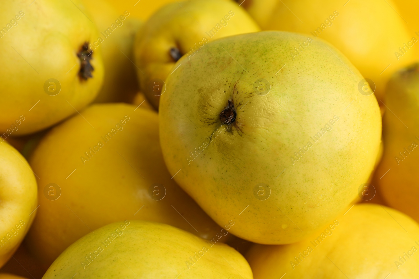 Photo of Delicious ripe quinces as background, closeup view