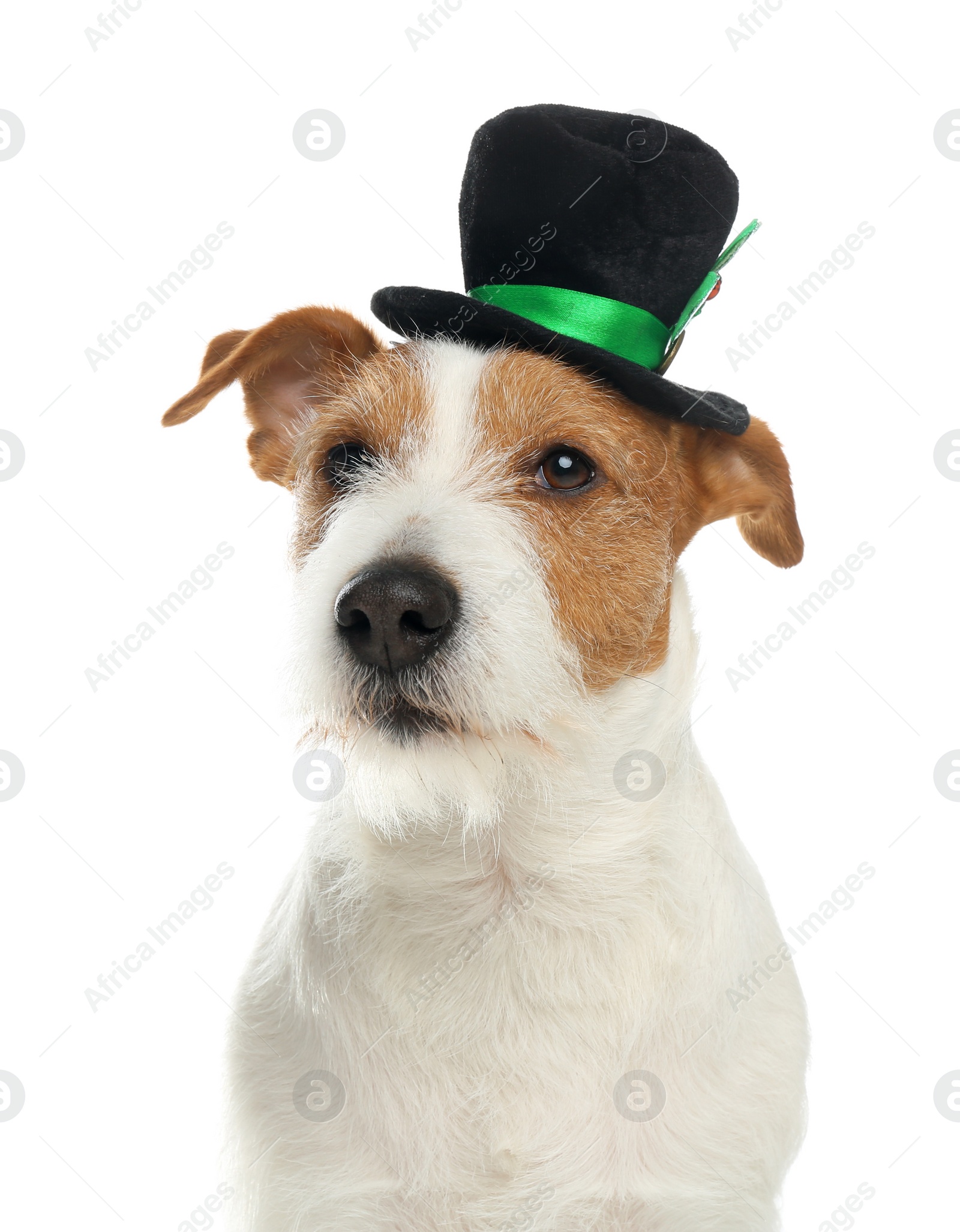 Photo of Jack Russell terrier with leprechaun hat on white background. St. Patrick's Day