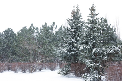 Fir trees covered with snow in park on cold winter day
