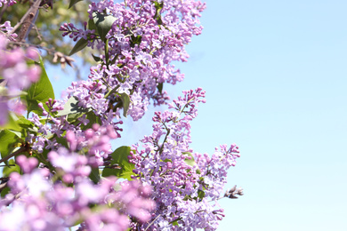 Closeup view of beautiful blooming lilac shrub outdoors