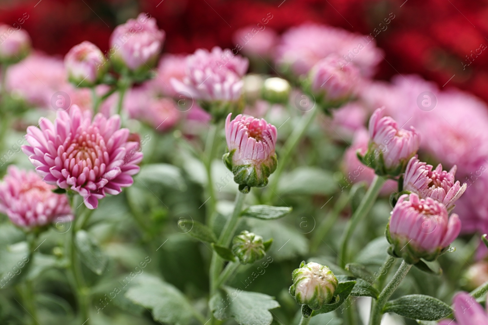 Photo of Beautiful pink chrysanthemum flowers with leaves, closeup