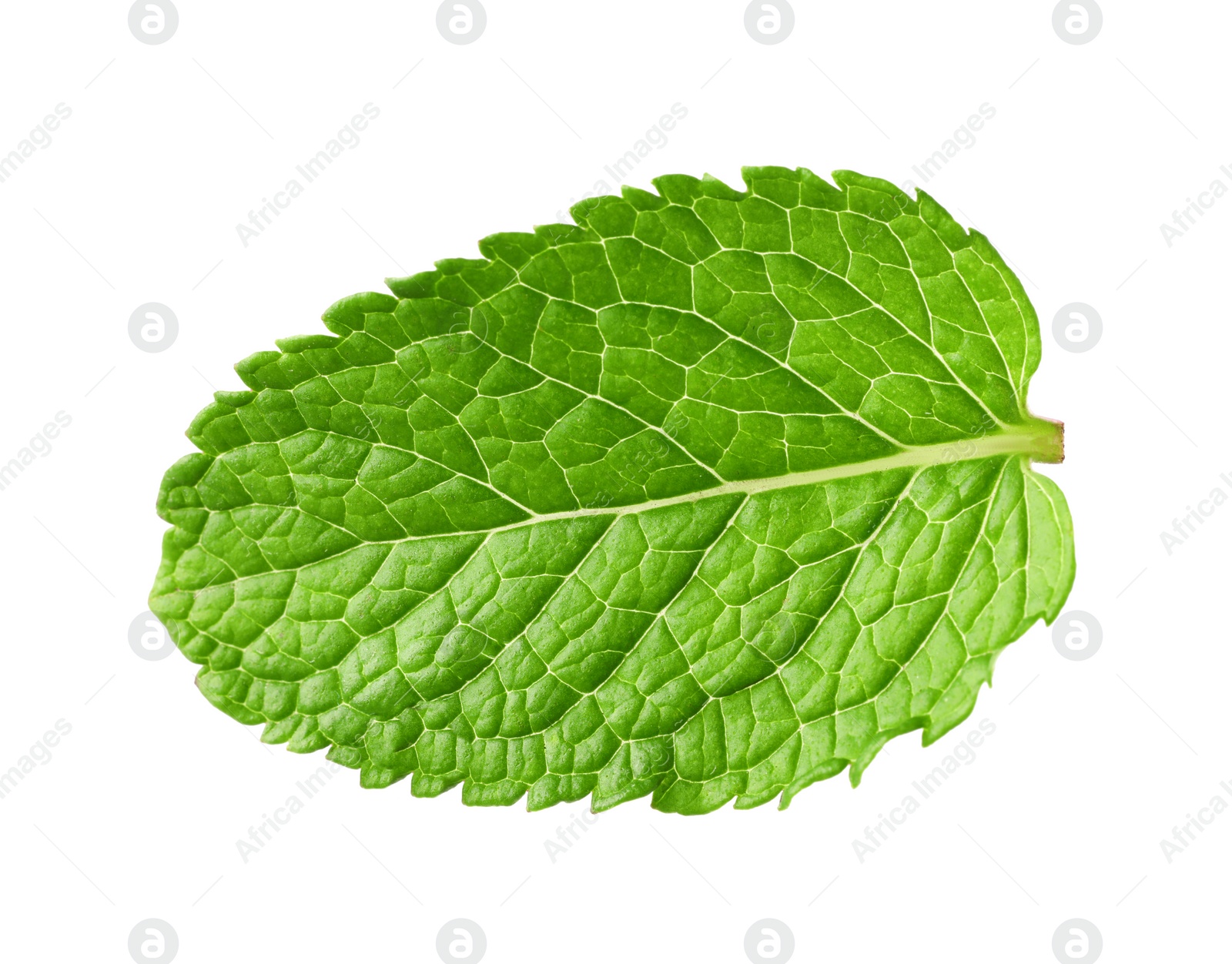 Photo of Fresh green mint leaf isolated on white